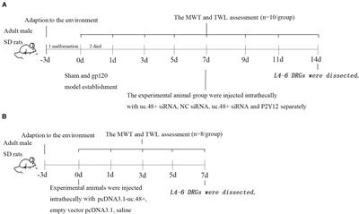 Long Non-coding RNA Uc.48+ Small Interfering RNA Alleviates Neuroinflammatory Hyperalgesia in Gp120-Treated Rats via the P2Y12 Receptor